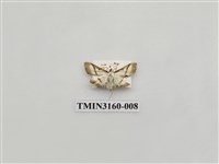 藏品(螟蛾323)的圖片